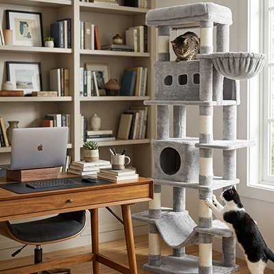 Arbre à Chat 