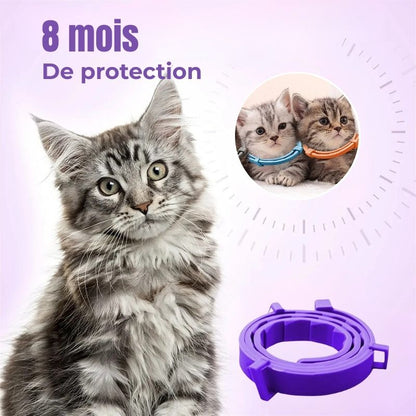 Chat gris portant un collier anti-puce violet - Trois chats côte à côte illustrant une protection de 8 mois