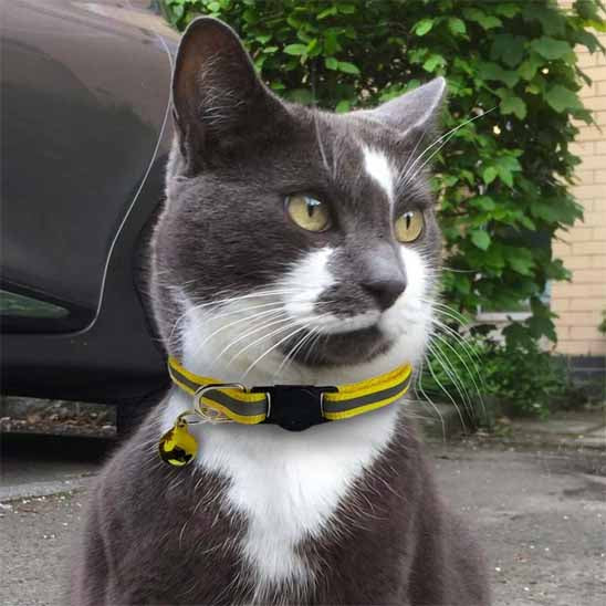 Collier chat - Réfléchissant anti-étranglement