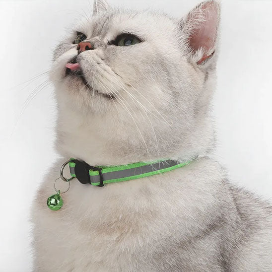 Collier chat - Réfléchissant anti-étranglement