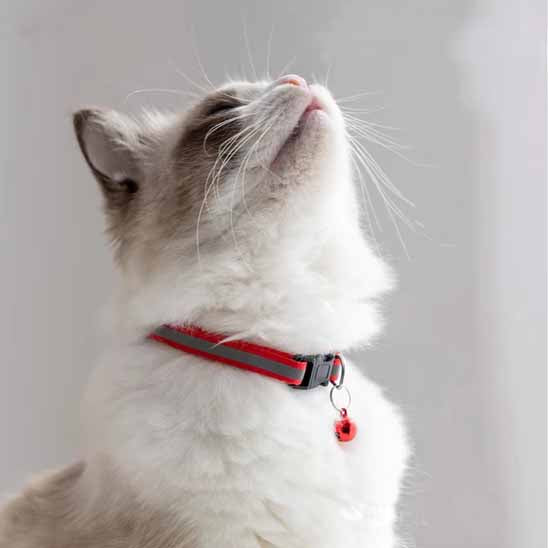Collier chat - Réfléchissant anti-étranglement