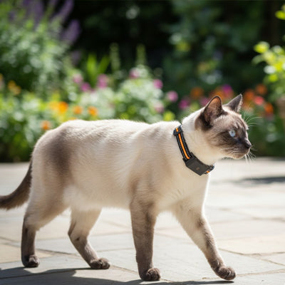Collier GPS chat sans abonnement