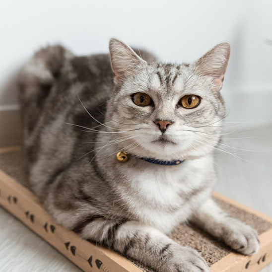 Collier pour chat - Floqué