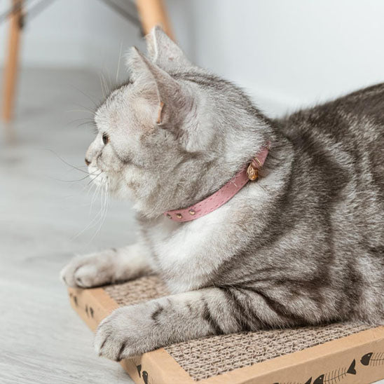 Collier pour chat - Floqué
