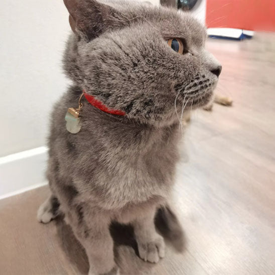 Collier pour chat - Floqué