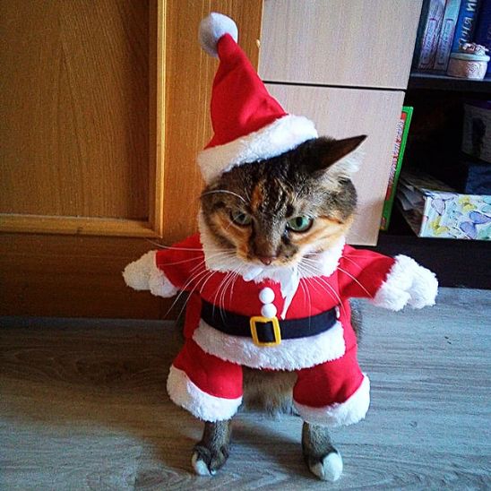 Costume pour chat Père Noël