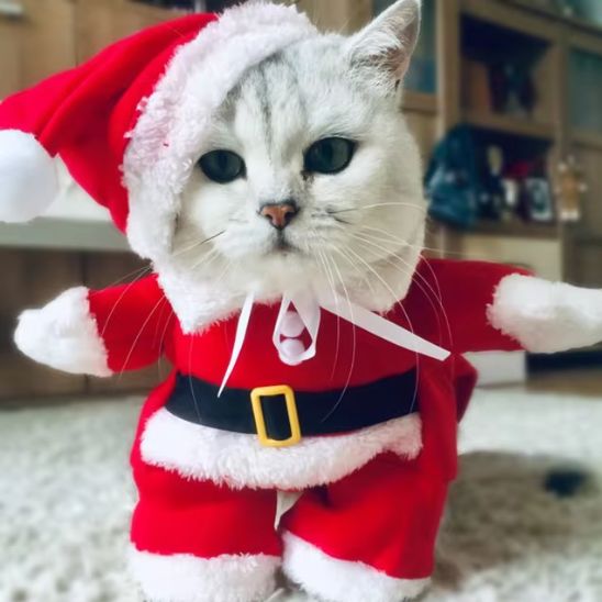 Costume pour chat Père Noël