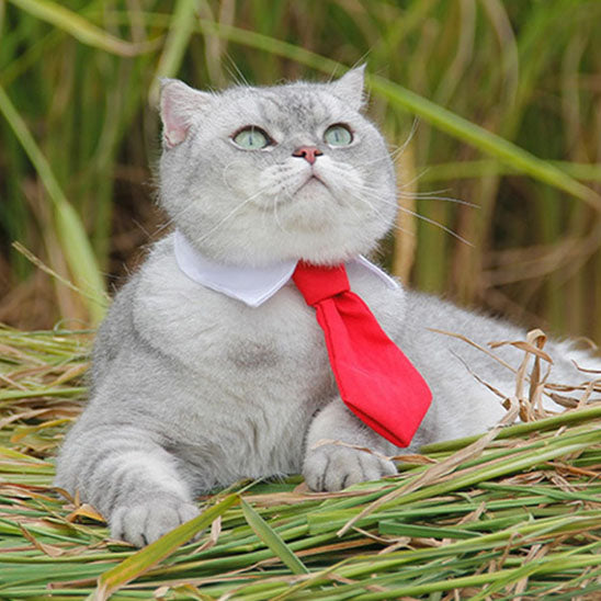 Cravate pour chat