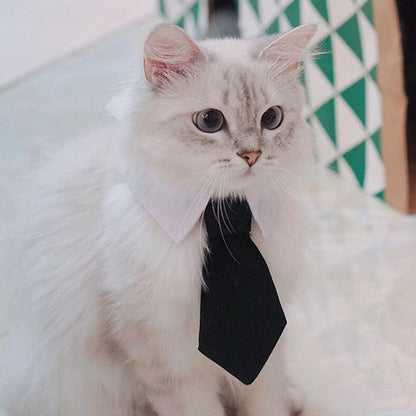 Cravate pour chat
