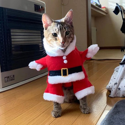 Costume pour chat Père Noël