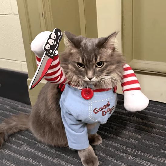 Déguisement pour Chat - Halloween