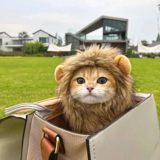Déguisement pour Chat - Roi Lion