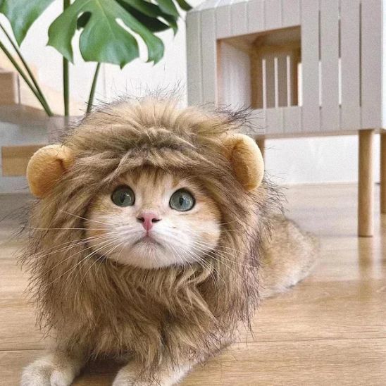 Déguisement pour Chat - Roi Lion