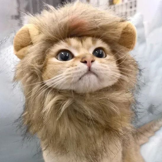 Déguisement pour Chat - Roi Lion