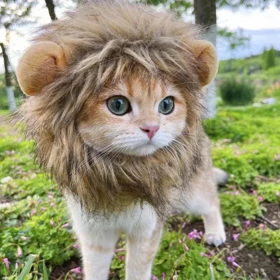 Déguisement pour Chat - Roi Lion