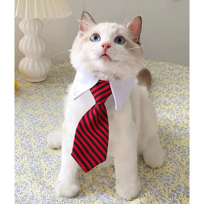 Cravate pour chat