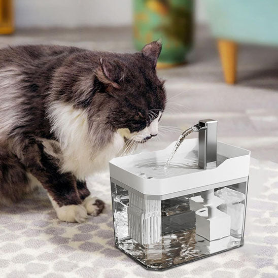 Chat regardant l'eau qui coule d'une fontaine à eau transparente avec couvercle blanc et robinet