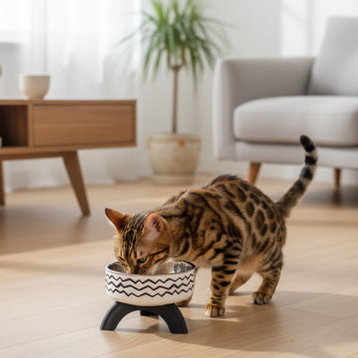 Petit chat marchant vers une gamelle chat surélevée placée dans un salon, créant un espace repas accessible et ergonomique.