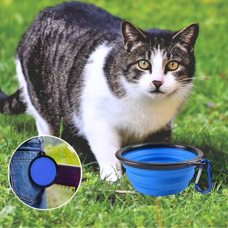 Gamelle chat - Portable pour sorties et voyages