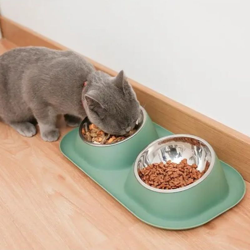 Chat gris mangeant dans une gamelle double avec un design ergonomique et un plateau en plastique vert.