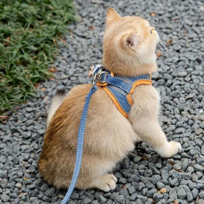 harnais pour chat bleu