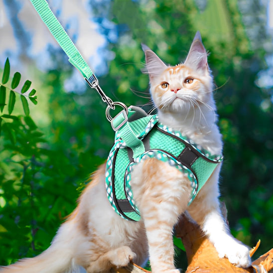 Harnais Chat | Respirant SecuriNuit