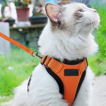 harnais-chat-orange