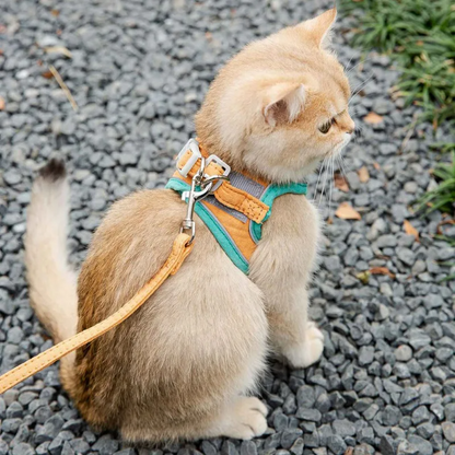 Un chaton portant une harnais pour chat avec laisse