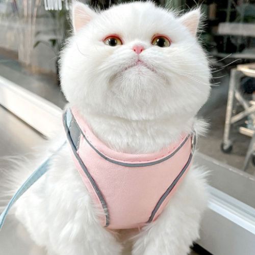 Harnais pour chat - Doux avec triple protection