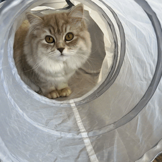 Tunnel jouet pour chat - Interactif