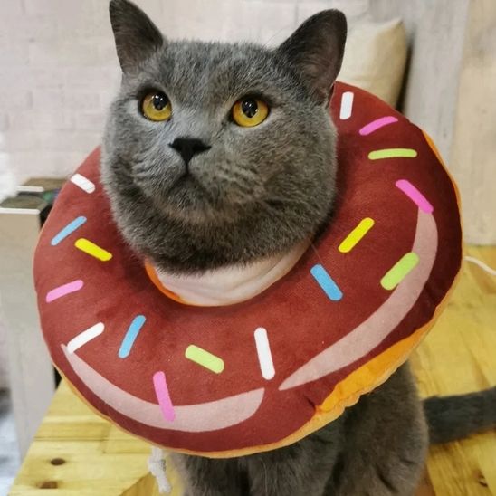 Collerette chat - Donut