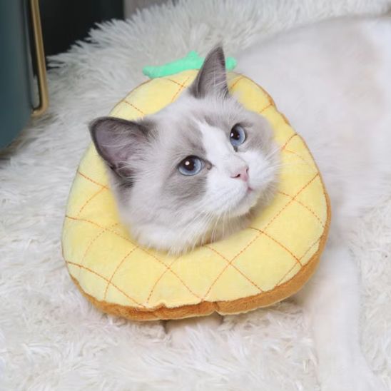 Collerette chat - Anti morsure