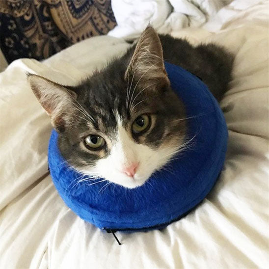 Collerette Chat - Gonflable