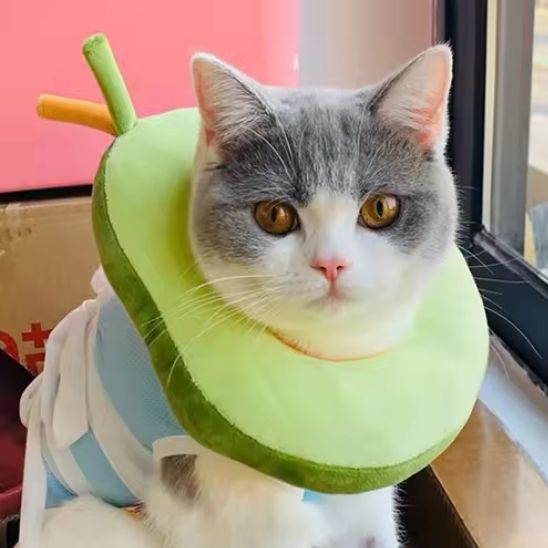 Collerette chat - Anti morsure