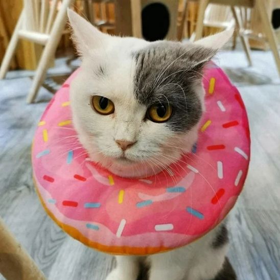Collerette chat - Donut