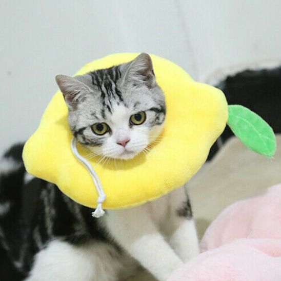 Collerette chat - Anti morsure