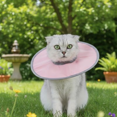 Collerette chat - Collier de protection Anti-morsure