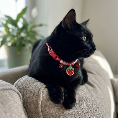 Collier Chat - Tressé coloré
