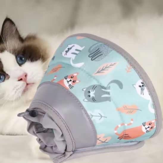 Collerette chat - Anti léchage