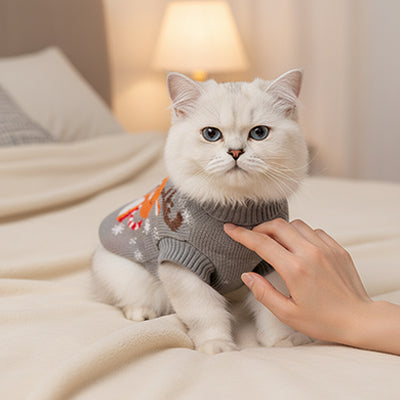 Pull de Noël pour chat