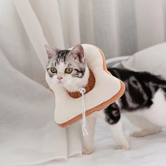 Collerette chat - Anti morsure