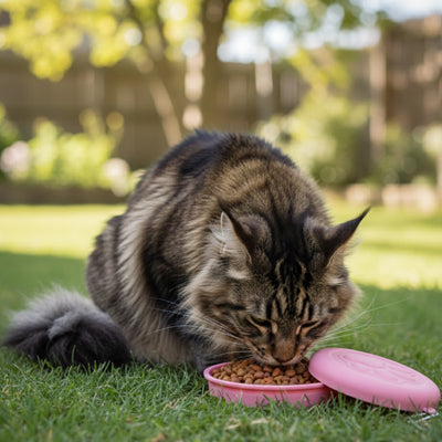 Gamelle pour chat portable | VoyageFélin
