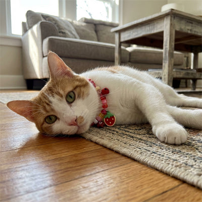 Collier Chat - Tressé coloré