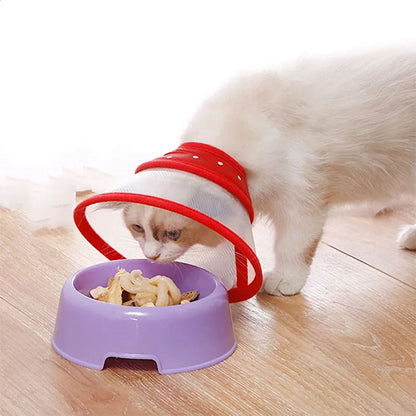 Collerette Chat - Anti-grattage