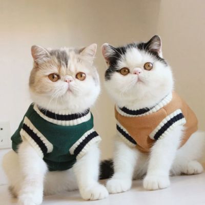 Pull pour chat - Oxford